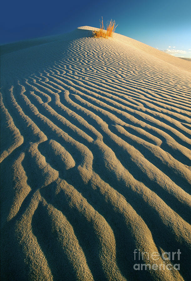 Guadalupe Dunes Photograph by Inge Johnsson