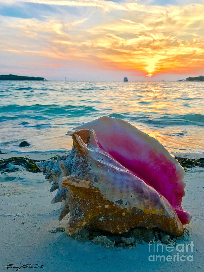 Guana Conch  Photograph by Carey Chen