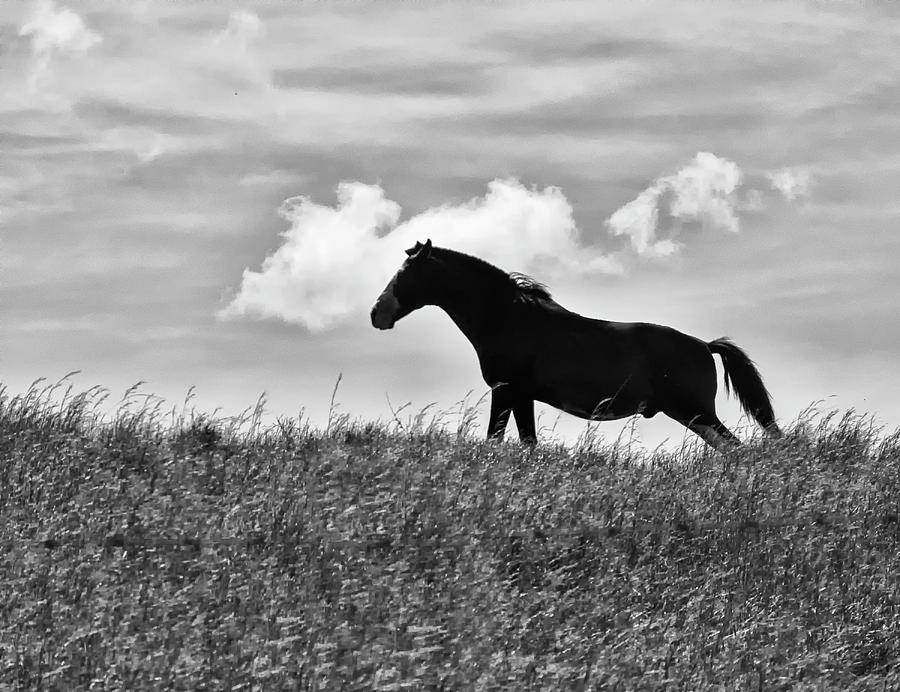 Guanacaste Horse Photograph by Jessica Levant