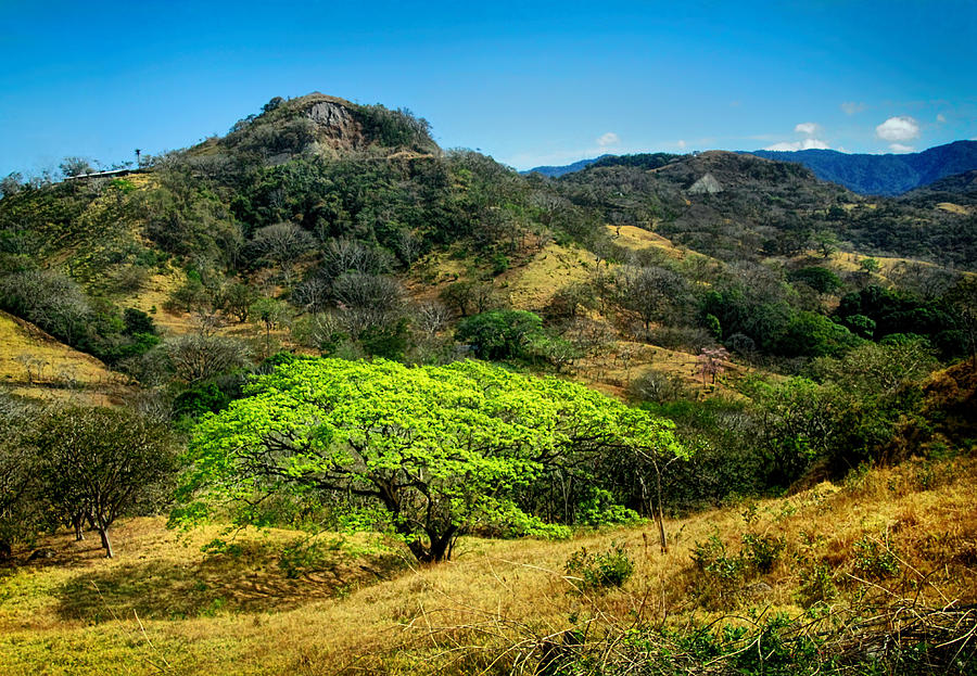 Guanacaste Tree in Costa Rican Countryside Photograph by Carolyn Derstine