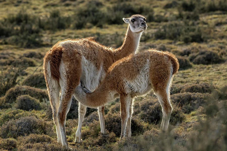 Guanaco feeding time Photograph by Steven Upton