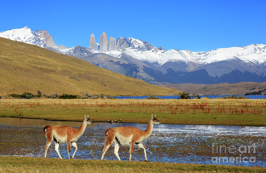 Guanacos at Laguna Azul Patagonia Chile Photograph by Louise Heusinkveld