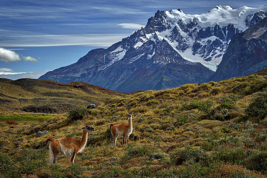 Guanacos in Patagonia Photograph by Stuart Litoff