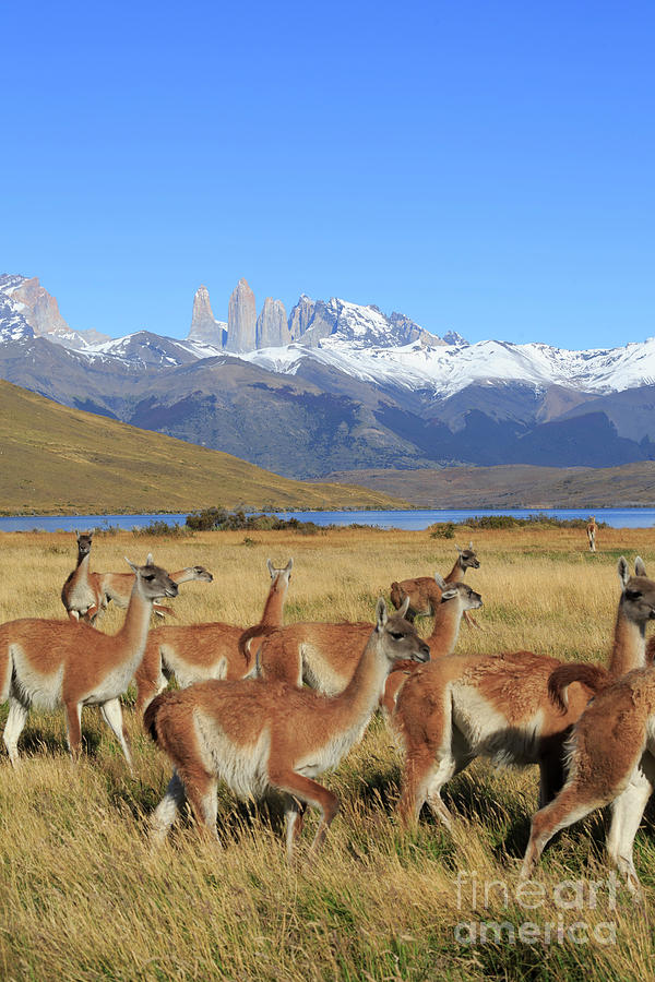 Guanacos Lama guanicoe in Patagonia Photograph by Louise Heusinkveld