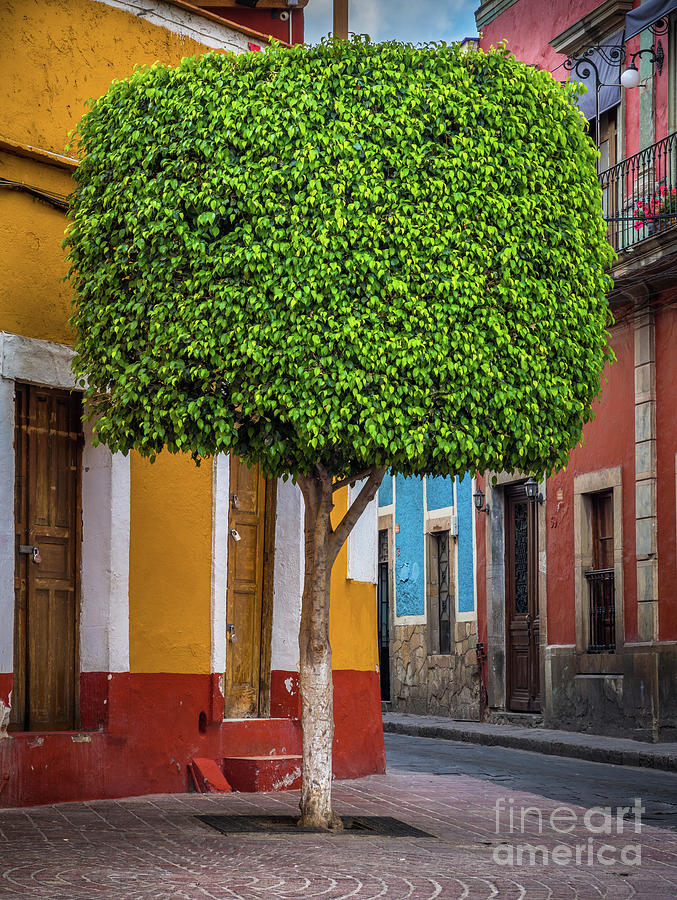 Guanajuato Tree Photograph by Inge Johnsson