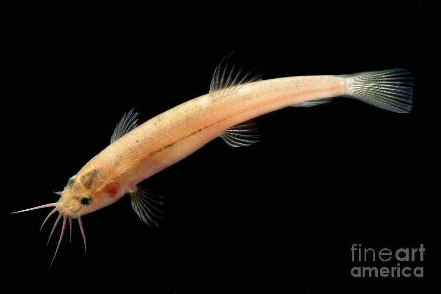 Fish Photograph - Guanan Groundwater Loach by Dant Fenolio