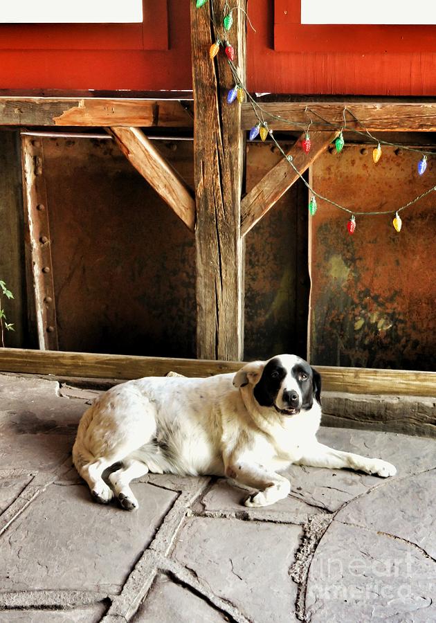 Guard dog Photograph by Diana Rajala