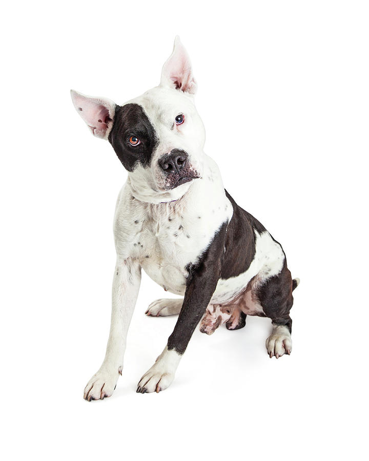 Guard Dog Pit Bull Over White Photograph