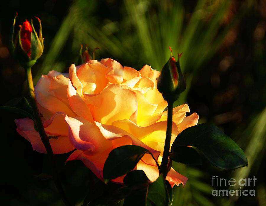 Rose Photograph - Guarded by Linda Shafer