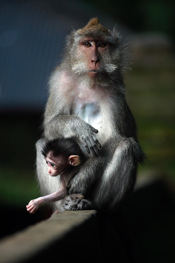 Monkey Photograph - Guardian Mother by Mike Reid