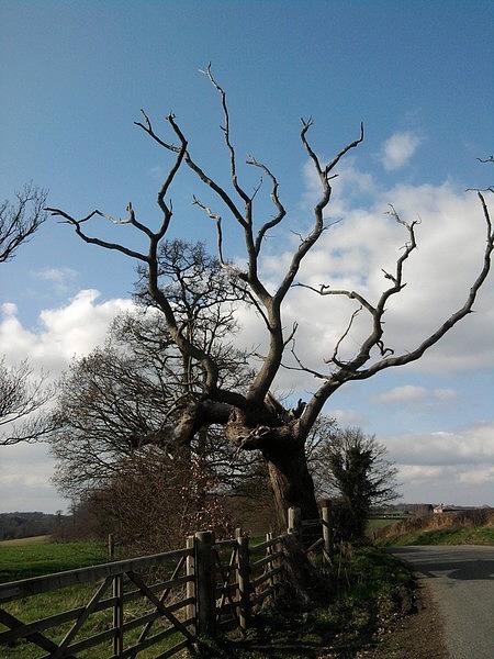 Tree Photograph - Guardian of the Hill by Geoff Cooper