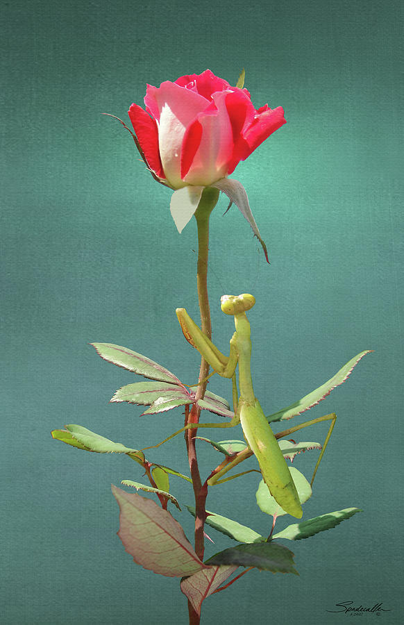 Rose Digital Art - Guardian of the Rose by M Spadecaller