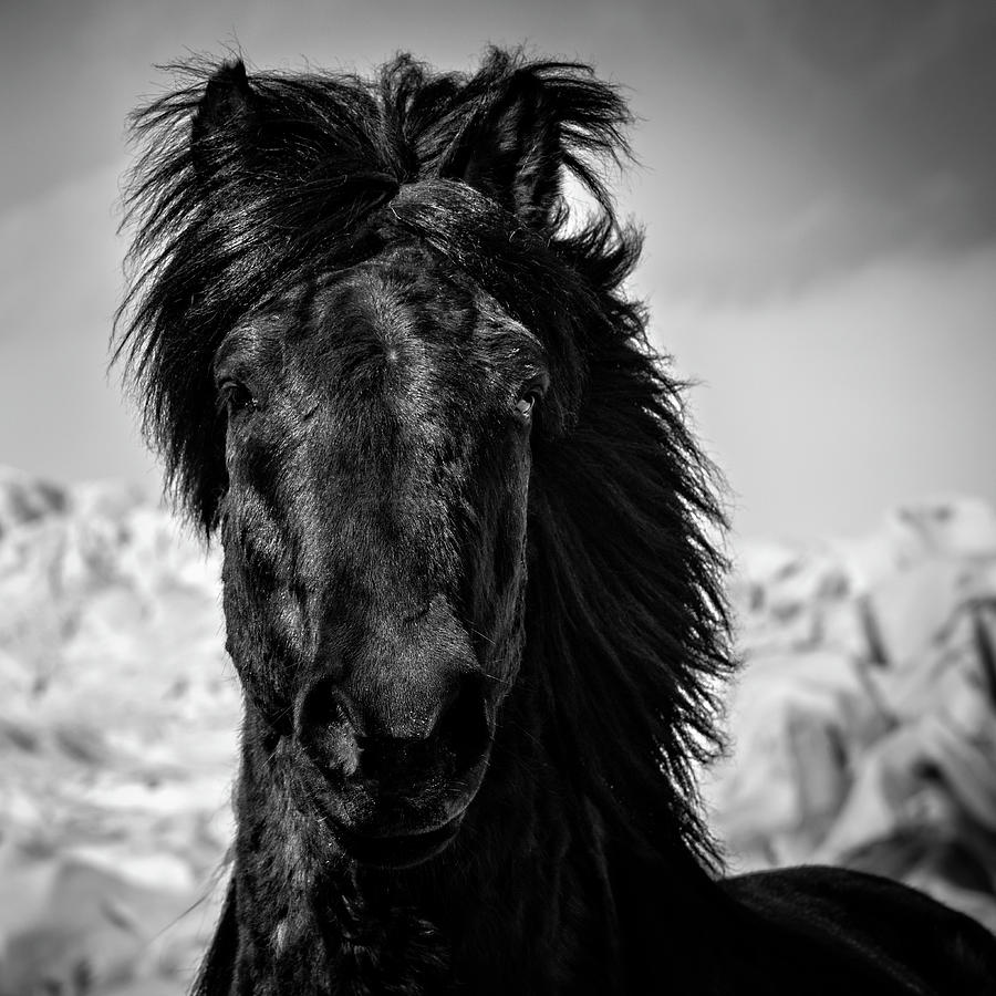 Horse Photograph - Guardian by Tim Booth