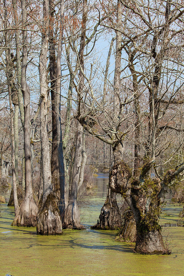 Guardians of the Cypress Swamp Photograph by Dan Carmichael