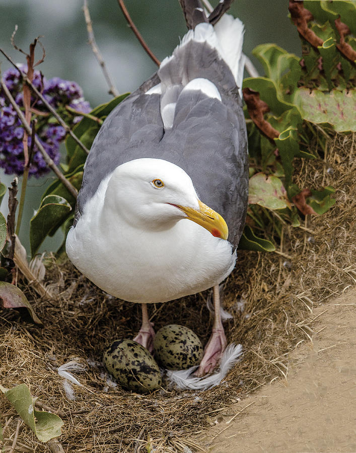 Guarding Her Eggs Photograph by William Bitman