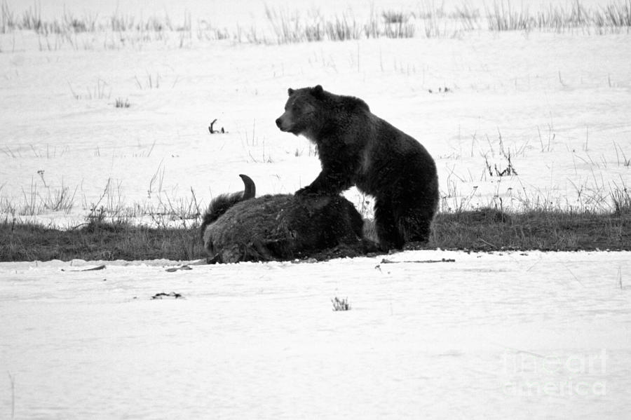 Guarding The Carcass Yellowstone Grizzly 2018 Black And White Photograph by Adam Jewell