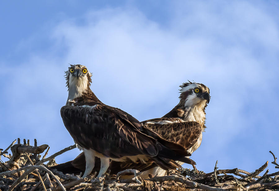 Osprey Photograph - Guarding The Nest by Jody Merritt