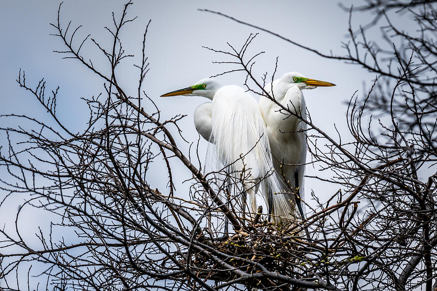 Guarding the Nest Photograph by Robert Hurst