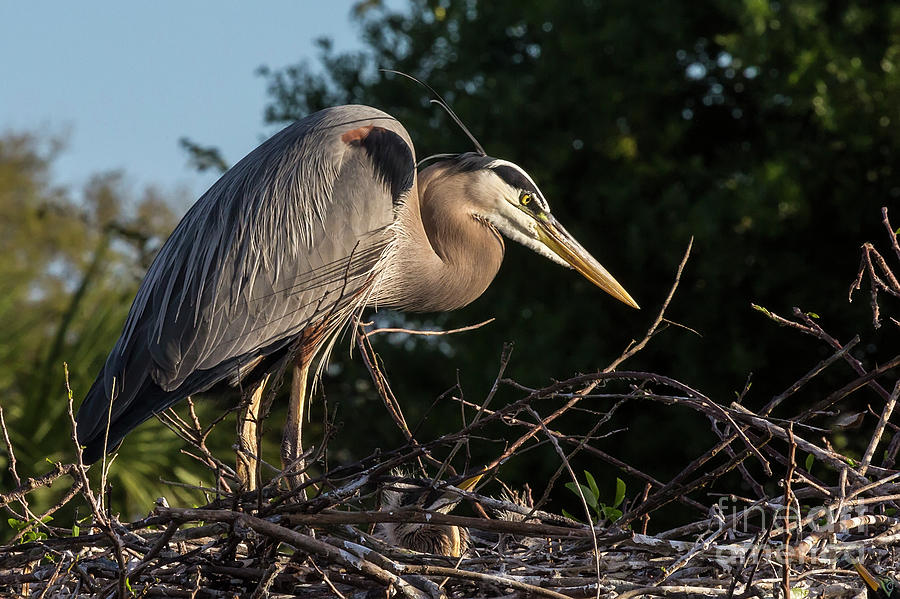 Guarding the nest Photograph by Rodney Cammauf