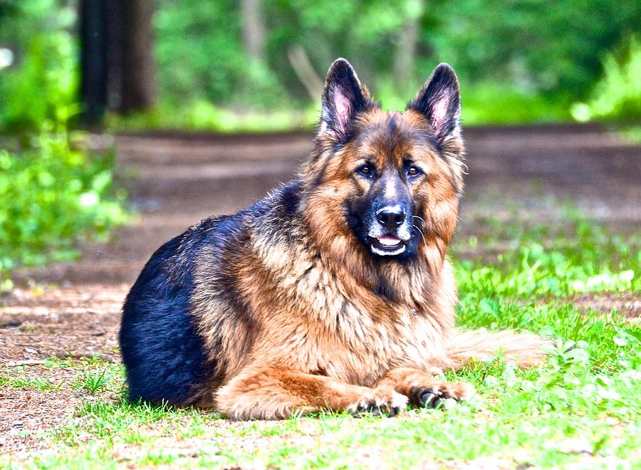 Guarding the Yard Photograph by Danielle Sigmon - Fine Art America