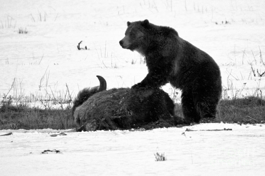 Guarding The Carcass - Yellowstone Grizzly 2018 Crop Black And White Photograph by Adam Jewell