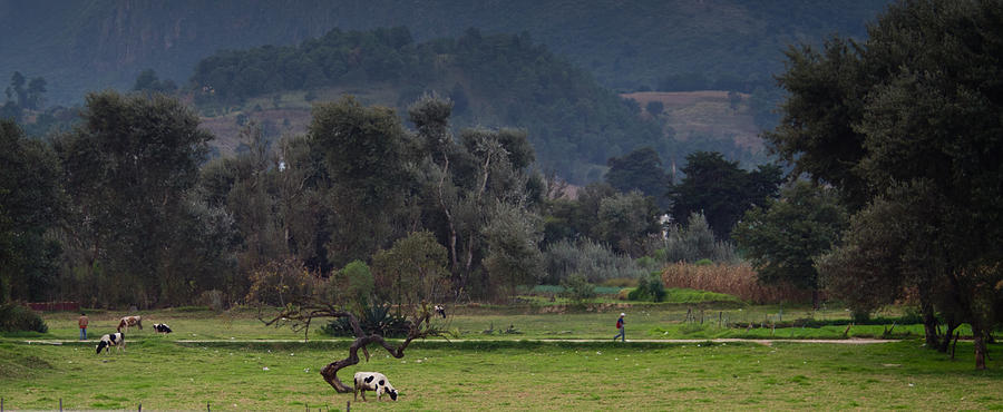 Cow Photograph - Guatemalan Pastoral Scene 2 by Douglas Barnett