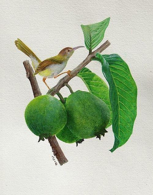 Sparrow Painting - Guava n Bird by Biju Mathew