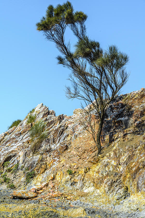 Guerilla Bay Tree Photograph by Werner Padarin