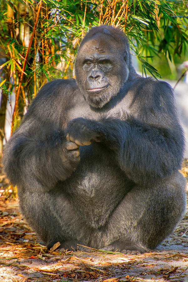 Ape Photograph - Guess what I have in my hands by Tito Santiago