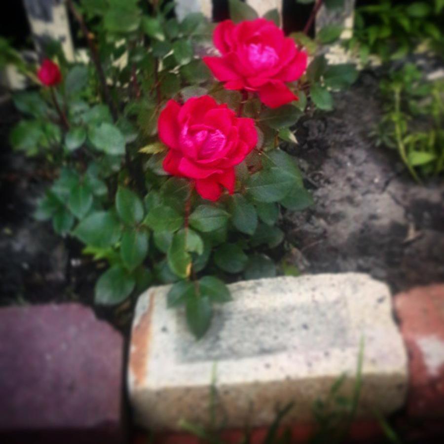 Rose Photograph - Rose Garden  by Krista Corner