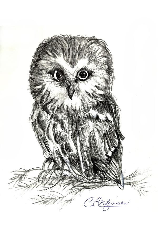 Guess Whoooo Drawing by Carol Allen Anfinsen