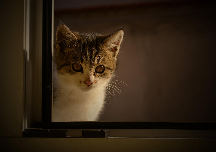 Guest on the window Photograph by Rumiana Nikolova