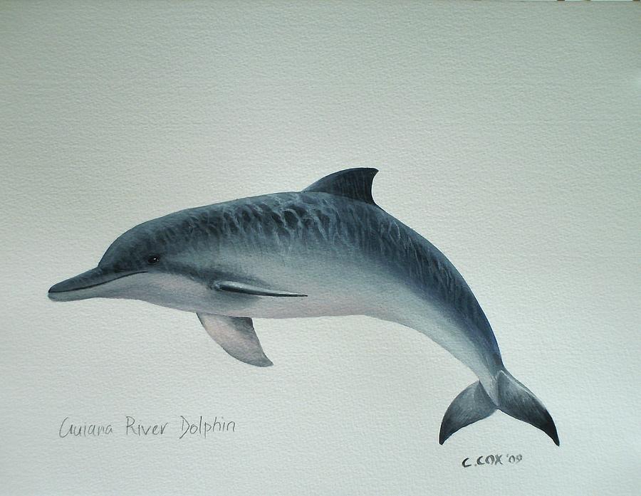 Guiana River Dolphin Painting by Christopher Cox