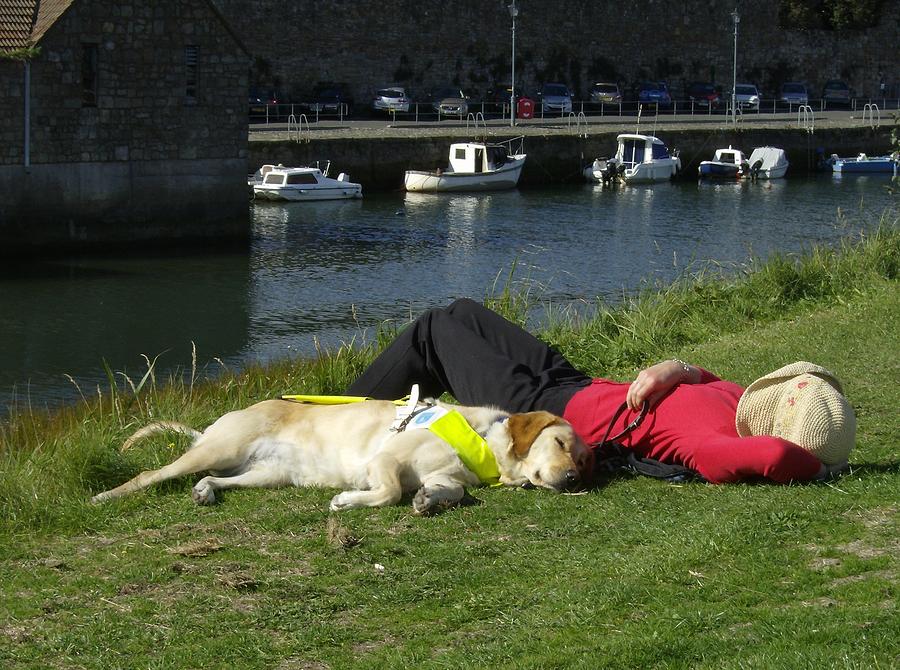 Dog Photograph - Guide Dog Relaxing by Adrian Wale