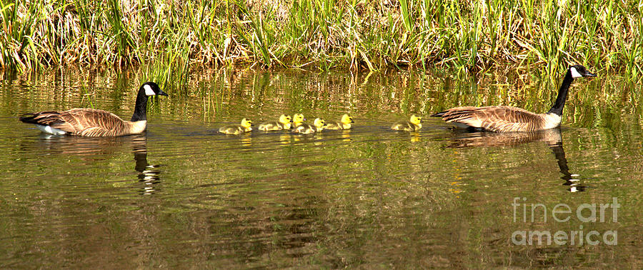 Guiding The Goslings Photograph by Adam Jewell