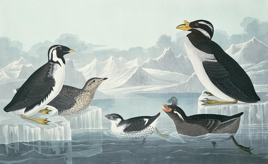 Guillemots and Auks Painting by John James Audubon