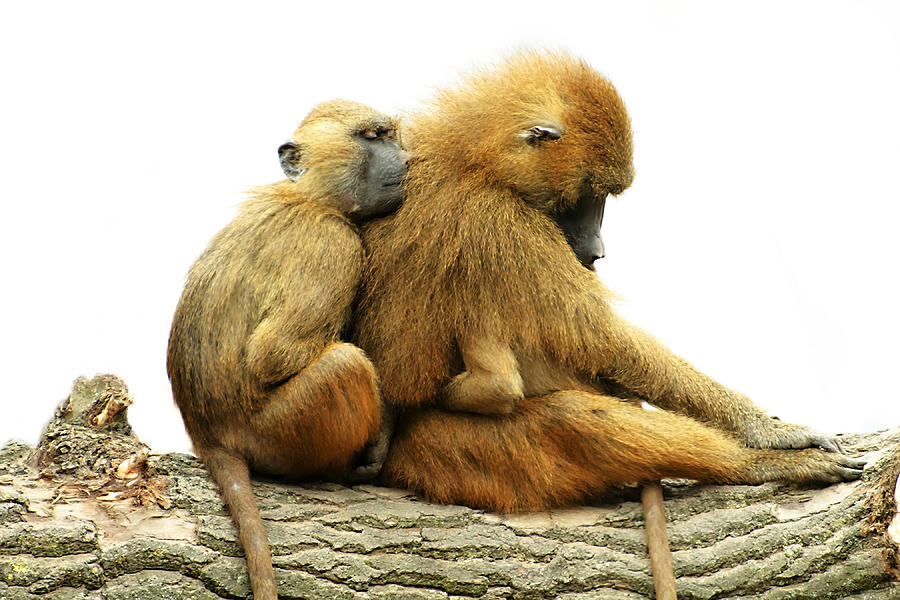 Monkey Photograph - Guinea Baboons by Ellen Henneke