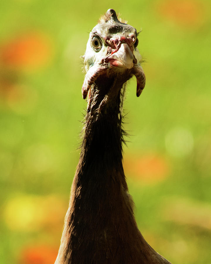 Guinea Photograph - Guinea Fowl by Gaby Swanson Guinea Photograph - Guinea Fowl by Gaby Swanson