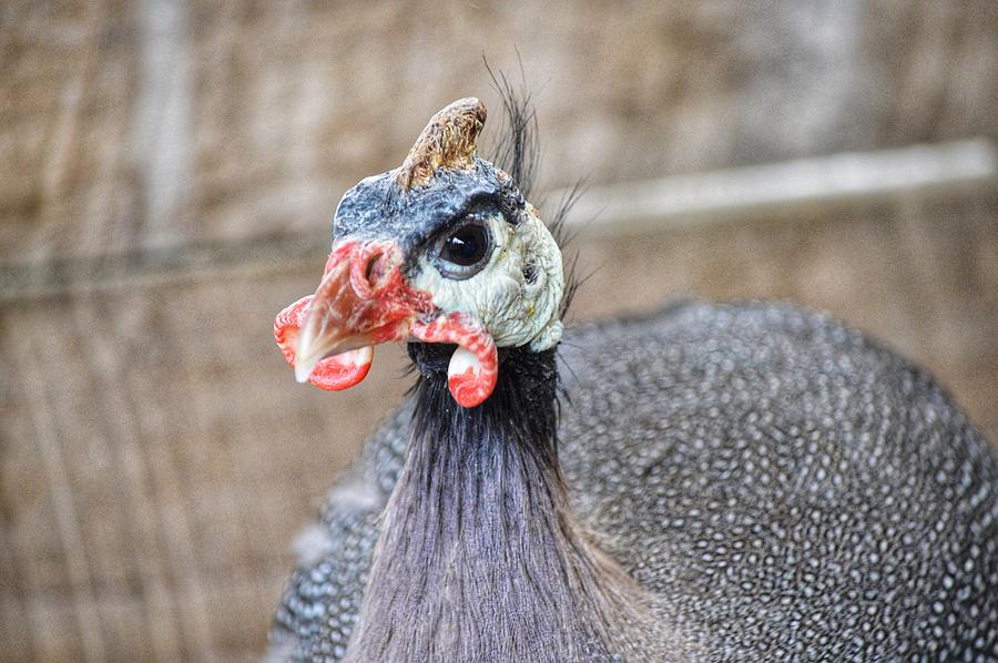 Guinea Fowl Photograph by Joseph Caban