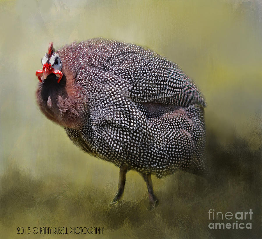 Guinea Hen Photograph by Kathy Russell
