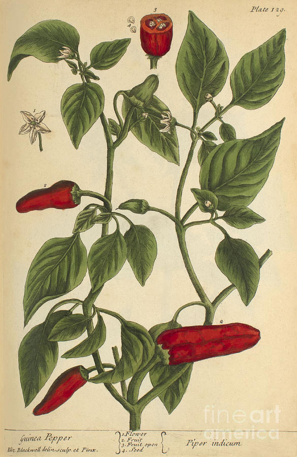 Guinea Pepper, Medicinal Plant, 1737 Photograph