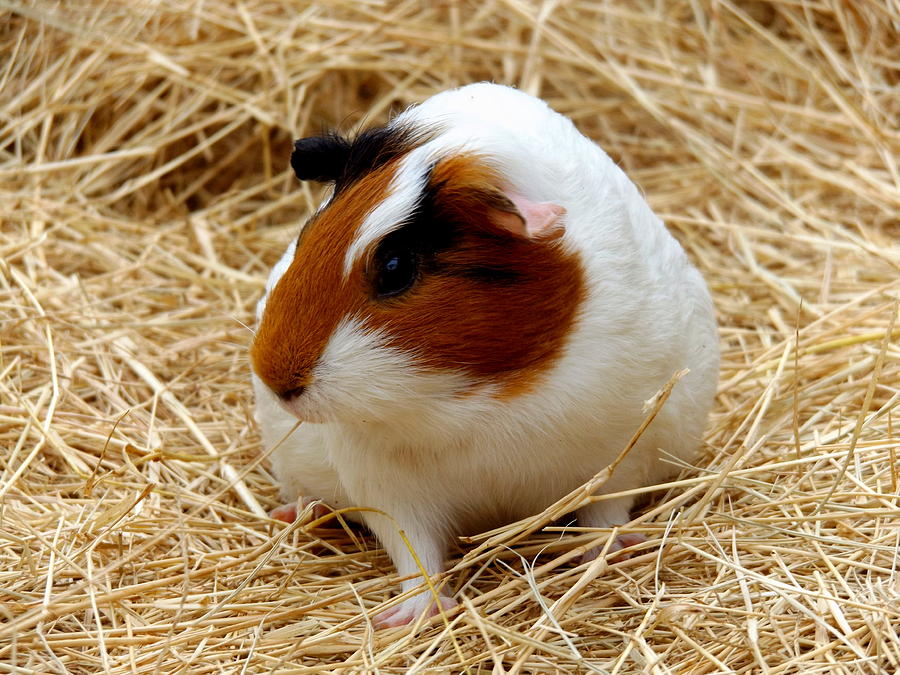 Guinea Pig Photograph by Julie Pappas