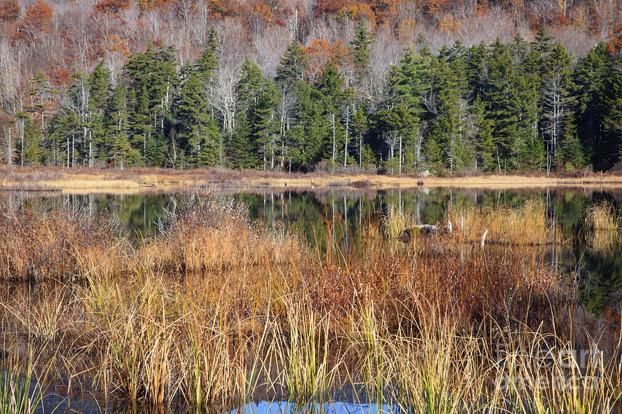 Guinea Pond - Sandwich New Hampshire USA Photograph by Erin Paul Donovan