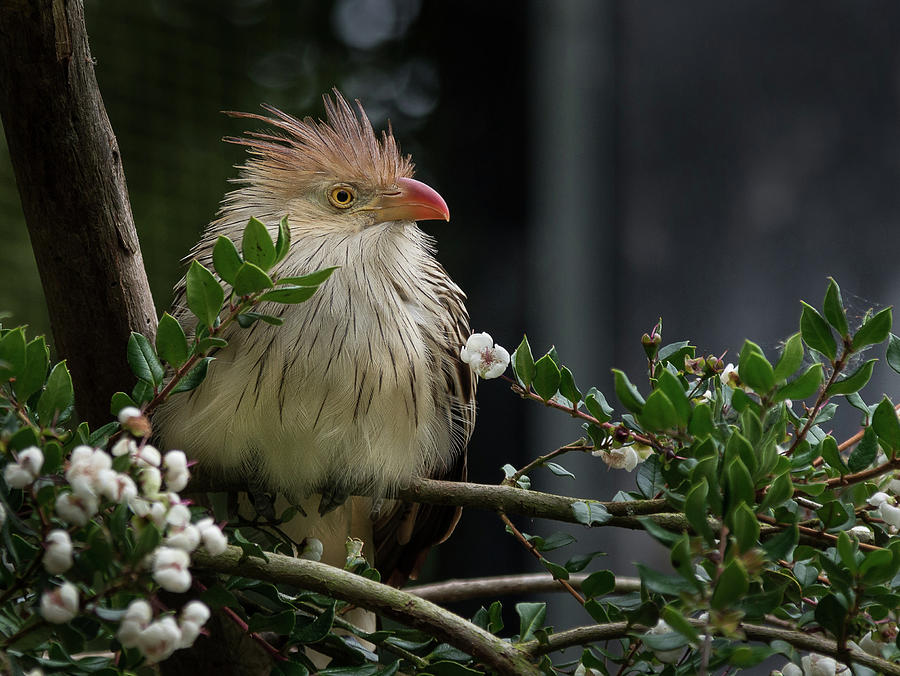 Guira Cuckoo in the Bush Photograph by Greg Nyquist
