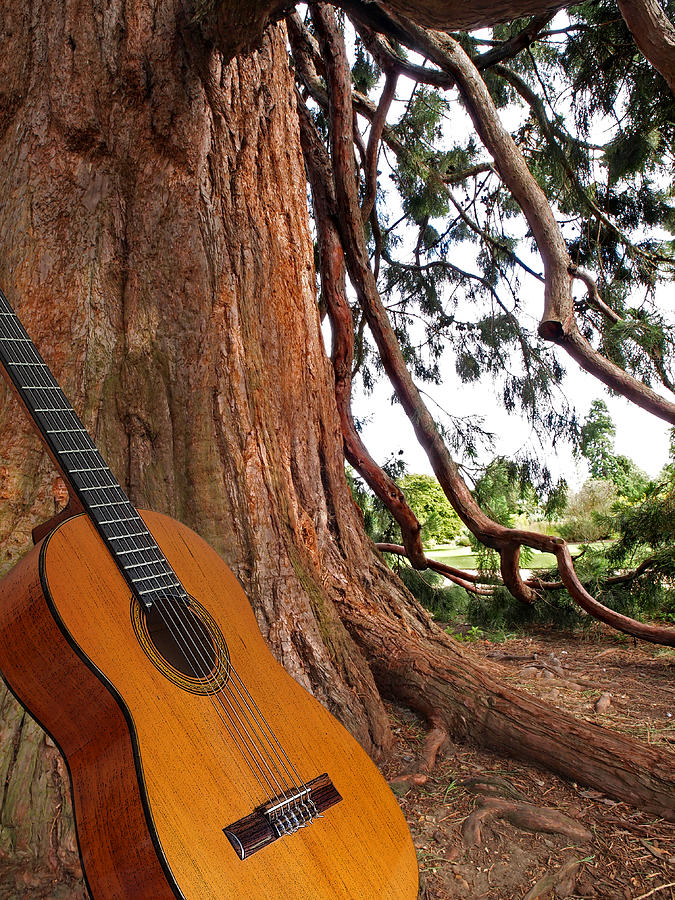Guitar Serenade For Trees Photograph by Gill Billington