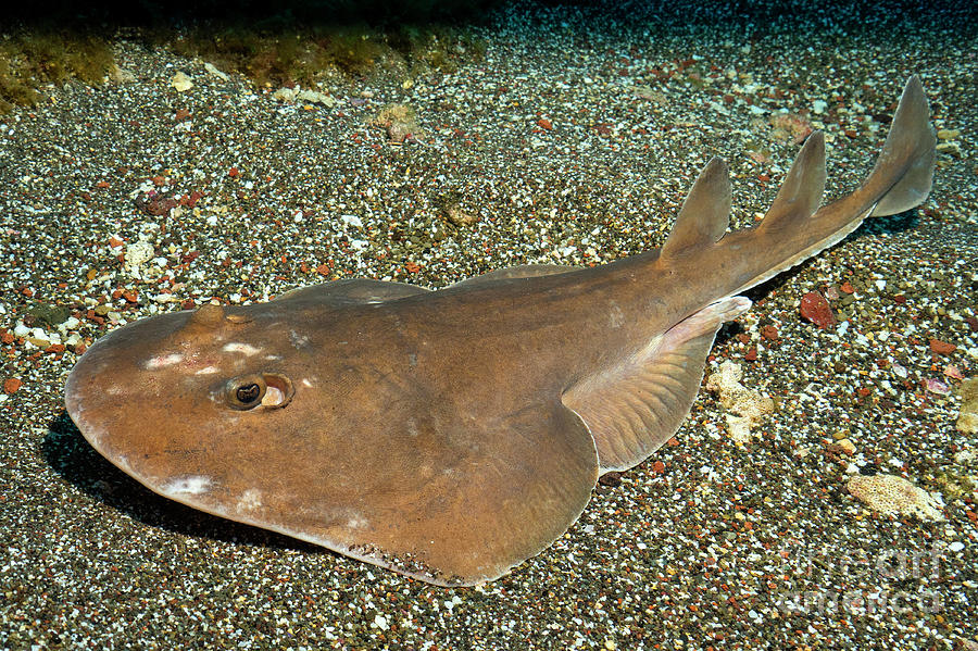 Guitarfish Photograph by Aaron Whittemore