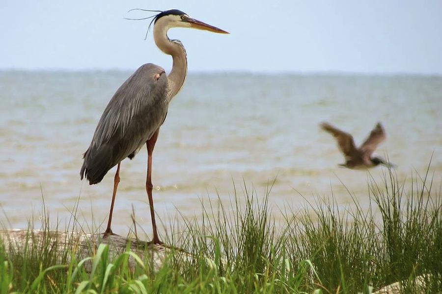 Gulf Birds Photograph by Larry Linley - Fine Art America