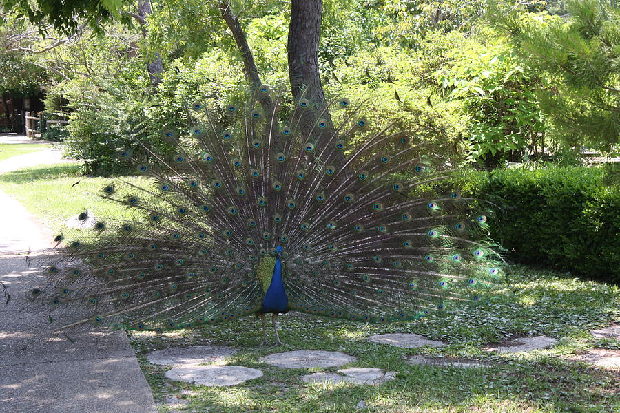 Gulf Breeze Peacock Photograph by Beth Parrish