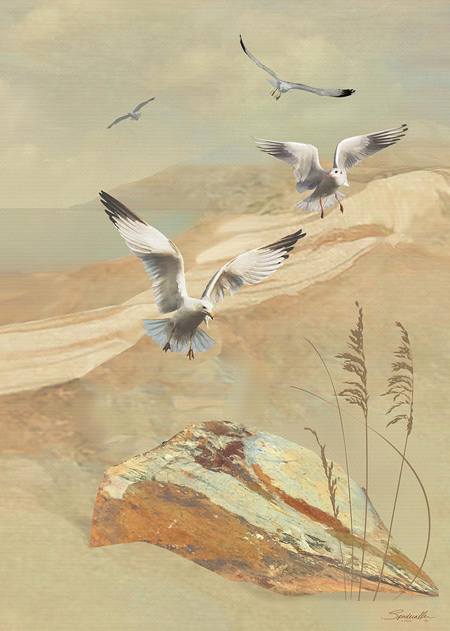 Gulf Coast Gulls  Digital Art by M Spadecaller