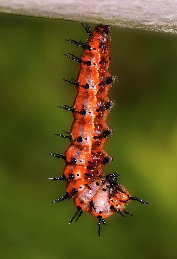 Gulf Flittery Caterpillar 012 Photograph by George Bostian